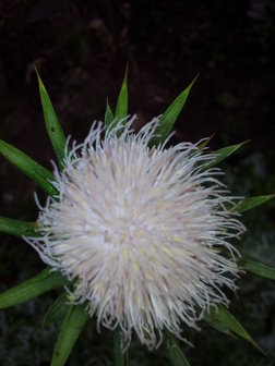 Silybum marianum album