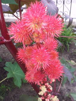 Ricinus communis
