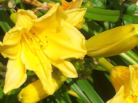 Hemerocallis Golden Chimes