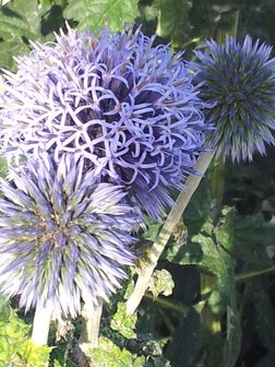 Echinops ritro