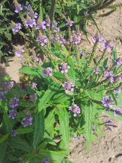 Verbena hastata