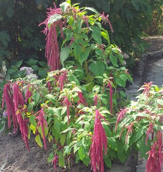 Amaranthus caudatus Red cascade
