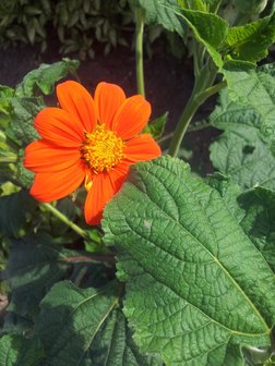 Tithonia rotundifolia