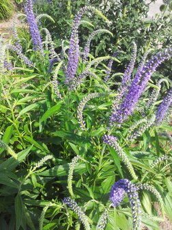Agastache