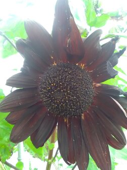 Helianthus annuus