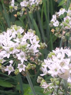 Allium tuberosum
