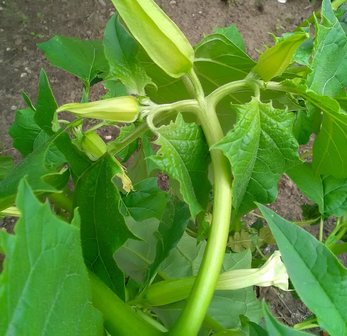 Datura metel