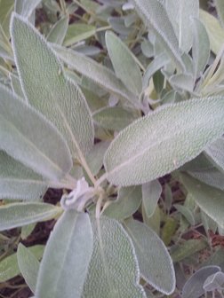Salvia officinalis