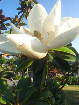 Magnolia grandiflora