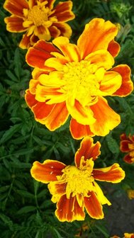 Tagetes