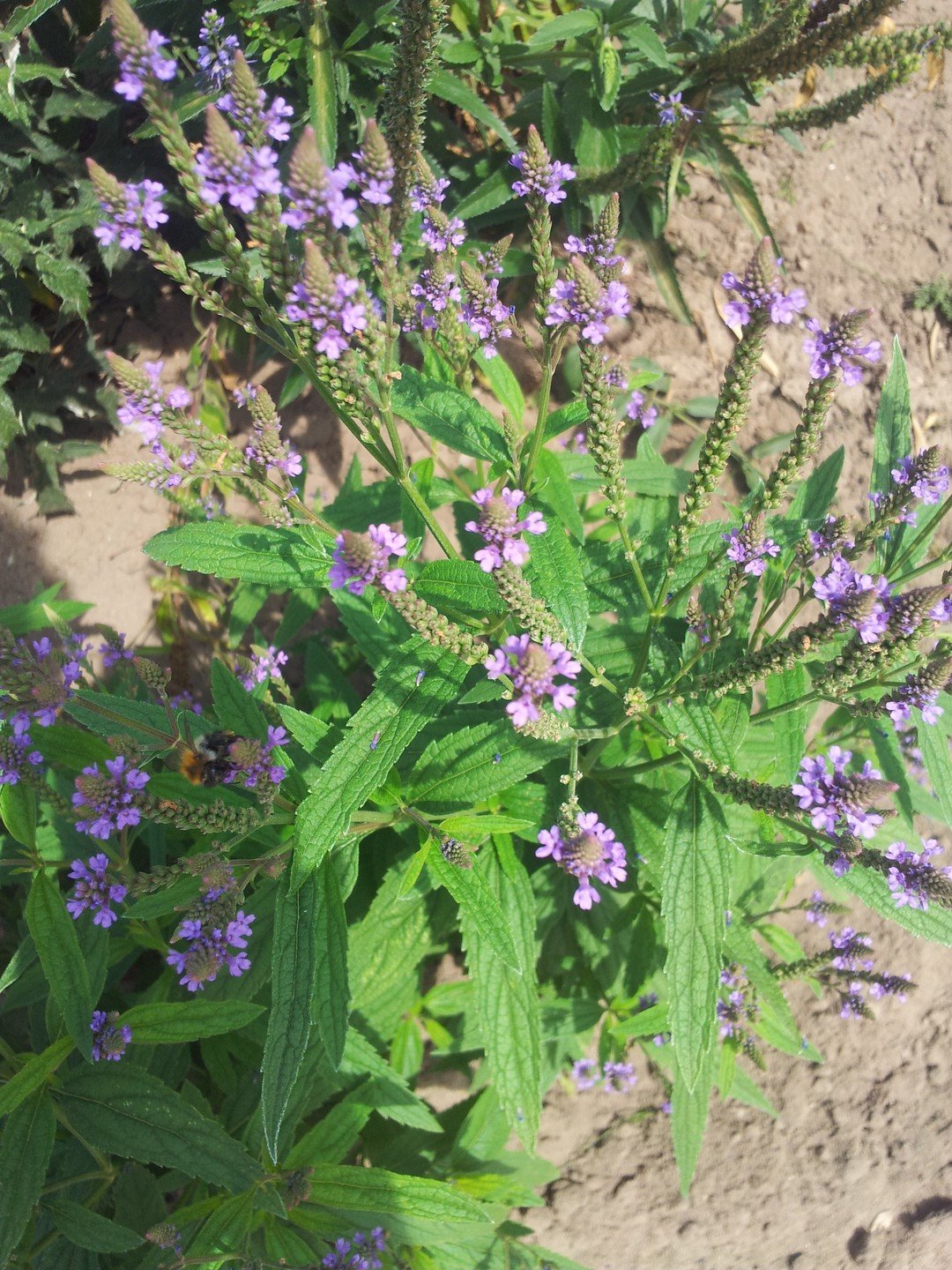 Planten